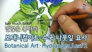 꽃수채화 -수국 '잎'  묘사  _Botanical Art :Hydrangea.Leaf2#풍자까수채화 #풍자까