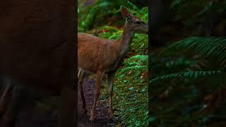 36.5s satisfation#mr.editz#wild animals️
