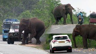 Big wild elephant waiting for food at the Kataragama road !