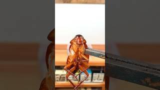 I Fed My Ants A GIANT Cockroach