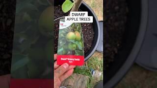 Dwarf apple trees. Learning as i grow. The fruit tree collection is getting bigger. #dwarfappletree