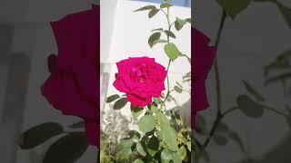 Rose #flowers #rose #roseflower #gardening #shorts #short #trending #video #youtubeshorts