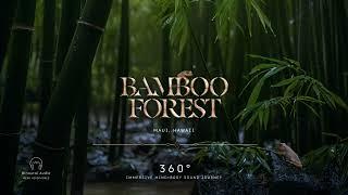 Bamboo Forest, Maui Hawaii (360° HEADSET EXPERIENCE)