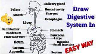 how to draw human digestive system in easy way