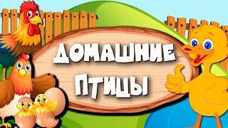 ДОМАШНИЕ ПТИЦЫ. Развивающий мультфильм для детей .