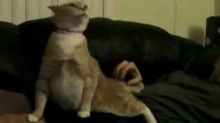 Itchy Butt cat - remix