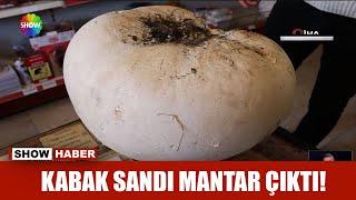 Kabak sandı mantar çıktı!