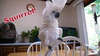 Cockatoo Freaks Out When He See's A Squirrel