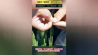 #科技#水稻 袁隆平“超级稻”创世界纪录 实现禾下乘凉梦遗愿