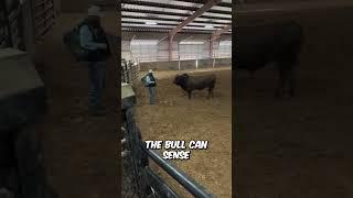 This Man TAMES a Bull!