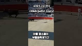 #프랑스여행 #아를여행 #황소몰이 #부활절 #축제 #남프랑스 #여행vlog  #camargue #camarguaisecourse #원형경기장 #FeriadePaque