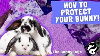 CREATING A SAFE PEN FOR YOUR BUNNY: Living with Chronically ill bunny part 2