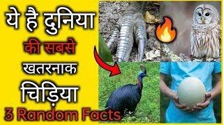 Most dangerous bird | 3 Random facts in hindi | #shorts