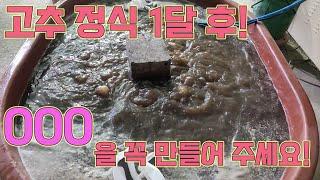 고추정식 1달, 퇴비차를 만들어주세요!! 고추농사 잘 짓는 법!!