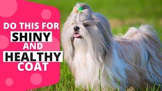 Shih Tzu Coat Care: How to Keep their Coat Shiny and Healthy