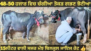 ਤੋਕੜ ਗਭਣ ਝੋਟੀਆ ਅਤੇ 15ਲੀਟਰ ਵਾਲੀ ਸਜਰ ਮੱਝ। Buffalo for sale/vadiya farm/26-12-24