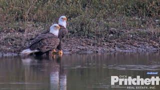 SWFL Eagles 10-27-24.  M15 & F23, Peaceful Moments Together @ the Pond; F23 Charges a Duck!