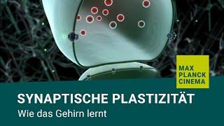 Synaptische Plastizität - wie das Gehirn lernt