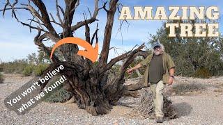 Amazing Dead Ironwood Tree in a Quartzsite Desert Wash