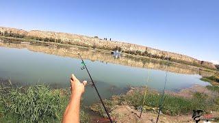 РЫБАЛКА В УЗБЕКИСТАНЕ. РЕКА СЫРДАРЬЯ. РЫБАЛКА НА САЗАНА #баликови #fishing #bestmoments