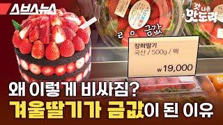 요즘 딸기 왜 이렇게 비쌈? 논산 딸기연구소에 직접 물어봤습니다. [갓 나온 맛도리 EP.108] / 스브스뉴스