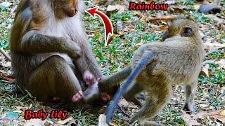 Precious???____________ Monkey Rainbow lip-smacks joyful to baby Lily after SHE stares at her