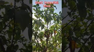  Lord Parwathi Tree Very Peaceful and Cool  #goodmorning #relaxing #shorts #tree #plants #youtube