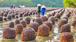 Sea ​Cucumber Harvest - How Farmers Raise Billions of Sea Cucumbers | Leo Farm