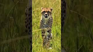 Cheetahs Can’t Roar?! 5 Wild Facts You Won’t Believe️‍ #animalshorts #facts#animals