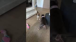 Miss Peaches And Pete The Beagle’s First Zoomies