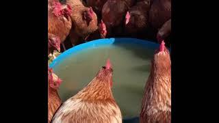 Chickens Drinking Open Water Vs Nipple