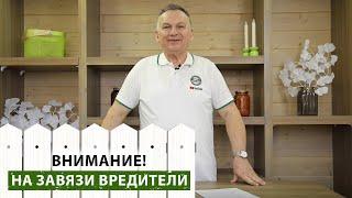 Он может ВЫПИЛИТЬ весь ваш сад! Почему опадают завязи у яблони? Чем обработать сад от вредителей