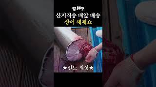 제주 바다에서 갓 잡아 올린 상어 해체쇼!