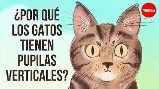 ¿Por qué los gatos tienen pupilas verticales? - Emma Bryce