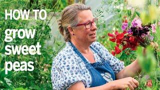 How to grow sweet peas: tips from a sweet pea flower farmer