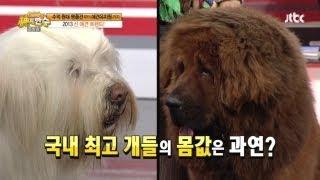 [JTBC] 신의 한 수 24회 명장면 - 삽살개와 장오! 희귀견의 충격적인 몸값?