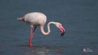 Desert Dweller of Tharparkar - Greater Flamingos (English)