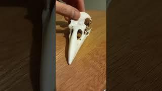 Raven Skull!