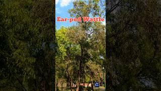 Ear-pod Wattle fruiting - Acacia auriculiformis #music #nature #gardening #ytshorts #shorts