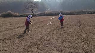 으뜸백도라지 및 잔대 파종하기