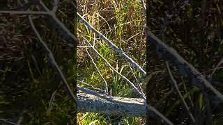 Busy beavers' work! #shortsvideo #nature #wildlife