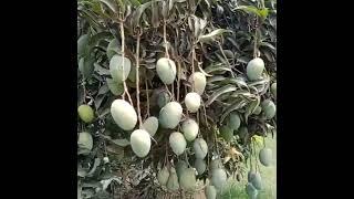 Azeem Chaunsa (Raata Wala Mango) Variety: Greater Shelf Life with Heavy Production.Multan Mango