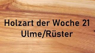 Holzbestimmung: Holzart der Woche 21 –  ULME/RÜSTER schönstes MÖBELHOLZ?