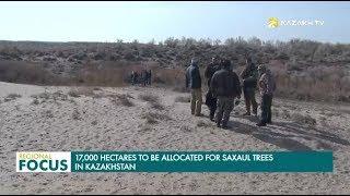 17,000 Hectares to be Allocated for Saxaul Trees in Kazakhstan