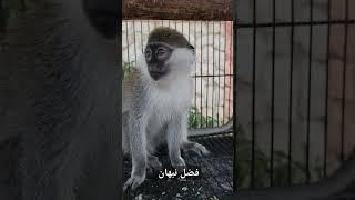 قرد مضحك