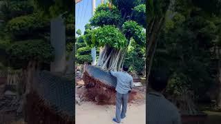 Ficus plants with a height of 5 meters are packaged and shipped—Chinese shade plants