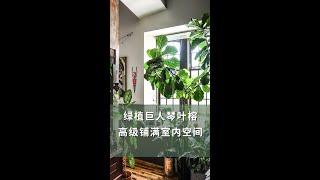 绿植巨人琴叶榕，高级铺满室内空间