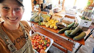 Giant 500lb Harvest | That's What Happens When You Leave