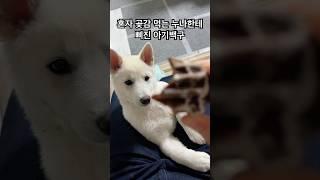 혼자 곶감 먹는 누나한테 삐진 아기백구 행복이