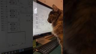 Работают все, никто без дела не сидит!В студии Syndicate живет кошка Синди #interiordesign #design
